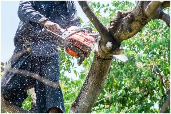 tree services Almena